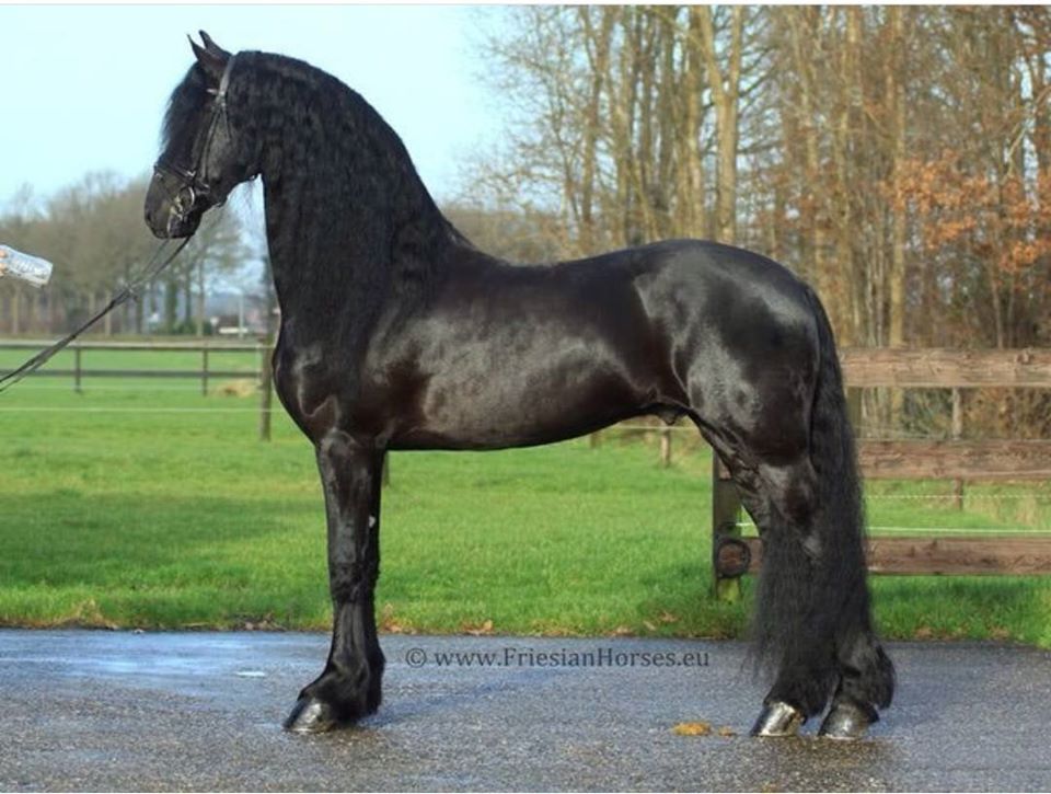 Friesian Horses